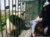 顔を拭くために観光客の服を奪い取るパンダ